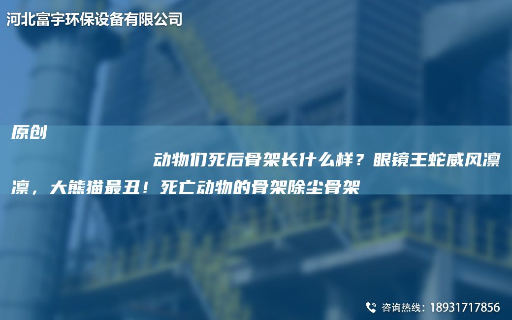 原創(chuàng)
            動物們死后骨架長什么樣？眼鏡王蛇威風(fēng)凜凜，大熊貓Z丑！死亡動物的骨架除塵骨架