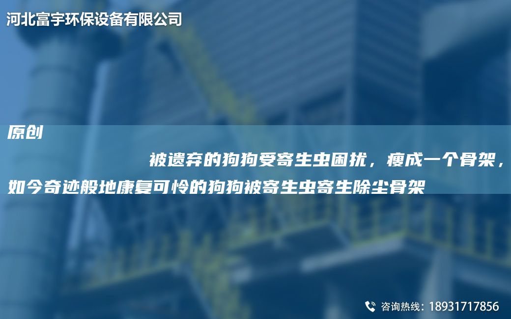 原創(chuàng)
            被遺棄的狗狗受寄生蟲(chóng)困擾，瘦成一個(gè)骨架，如今奇跡般地康復(fù)可憐的狗狗被寄生蟲(chóng)寄生除塵骨架